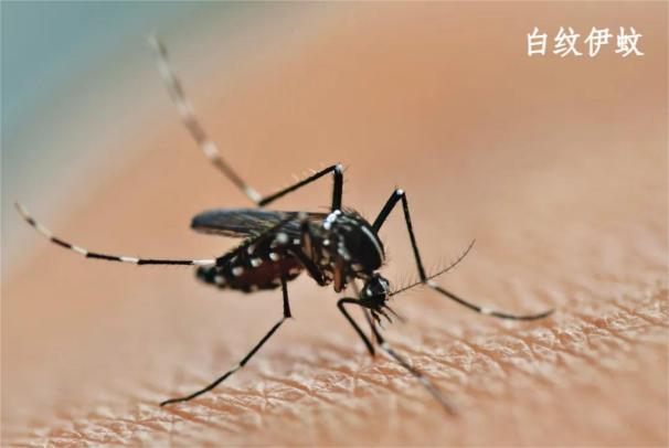 家里如何防蚊子，室内防蚊子的最好办法，3大维度教你科学灭蚊！-第1张图片-文巢好物