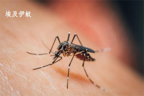 家里如何防蚊子，室内防蚊子的最好办法，3大维度教你科学灭蚊！-第2张图片-文巢好物
